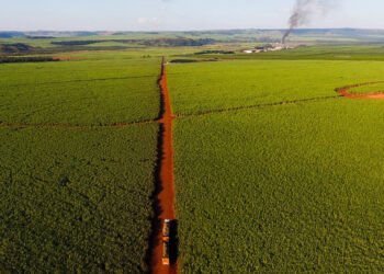 Cana: Safra deve cair pelo 2º ano seguido, diz consultoria – 12/03/2025 – Mercado