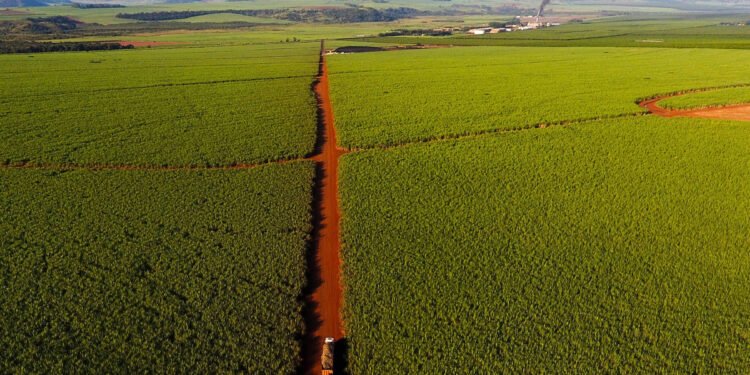 Cana: Safra deve cair pelo 2º ano seguido, diz consultoria – 12/03/2025 – Mercado