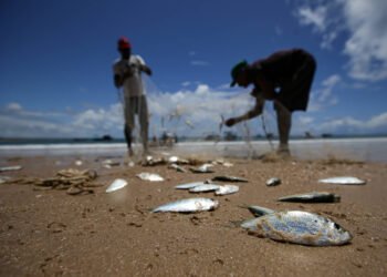 Pesca quer sardinha fora de taxa zero de importação – 13/03/2025 – Mercado