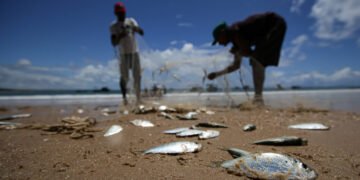 Pesca quer sardinha fora de taxa zero de importação – 13/03/2025 – Mercado