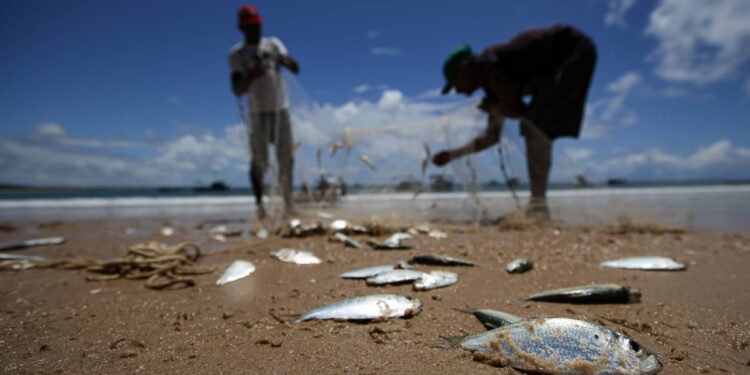 Pesca quer sardinha fora de taxa zero de importação – 13/03/2025 – Mercado