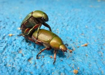 Pode fazer sexo em altas montanhas? – 12/02/2025 – É Logo Ali