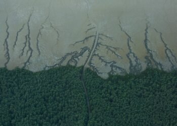 Foz do Amazonas: Técnicos do Ibama indicam negar licença – 27/02/2025 – Ambiente