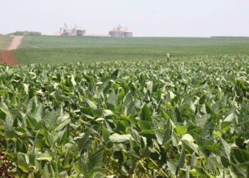 Safra de soja atinge 172 milhões de toneladas – 27/03/2025 – Vaivém