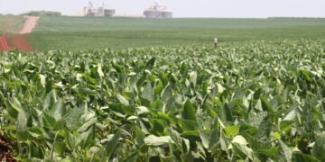 Safra de soja atinge 172 milhões de toneladas – 27/03/2025 – Vaivém