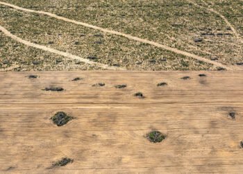 Ibama multa bancos por financiar desmatadores do cerrado – 19/03/2025 – Ambiente