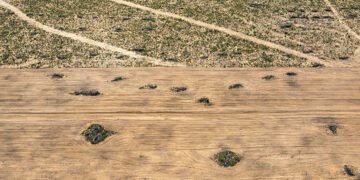 Ibama multa bancos por financiar desmatadores do cerrado – 19/03/2025 – Ambiente