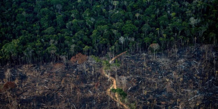 Petrobras e BNDES lançam parceria de restauro da amazônia – 31/03/2025 – Ambiente