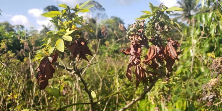 Praga se espalha por plantações de mandioca no Amapá – 02/03/2025 – Ambiente