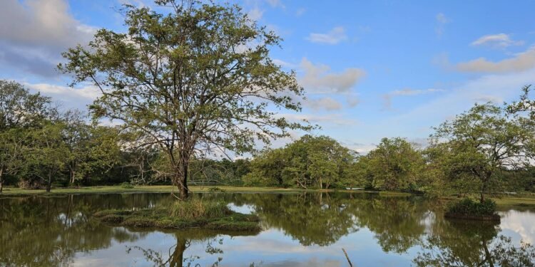 Ilha de Marajó: o que conhecer numa viagem – 15/01/2025 – Turismo