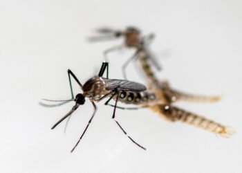 53,7% dos casos de chikungunya de SP, em 2025, são de Tupã – 13/03/2025 – Equilíbrio e Saúde