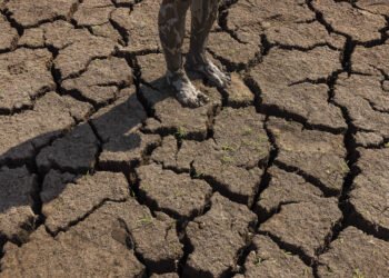 COP30: Quilombolas se dizem excluídos da organização – 21/03/2025 – Ambiente