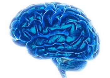 Como o hipocampo viaja no tempo e define para onde você vai – 20/03/2025 – Suzana Herculano-Houzel