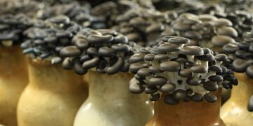 São Paulo é maior produtor de cogumelos do país – 17/03/2025 – Mercado