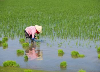 Nova variedade de arroz emite 70% menos metano – 25/02/2025 – Ambiente