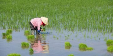 Nova variedade de arroz emite 70% menos metano – 25/02/2025 – Ambiente