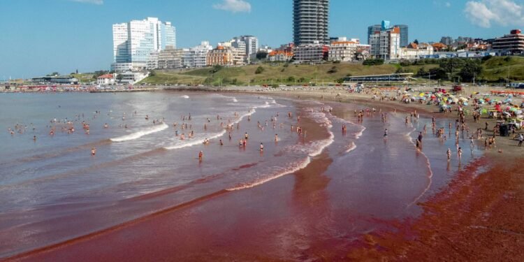 Algas tingem praias da Argentina de vermelho; veja fotos – 22/02/2025 – Ambiente
