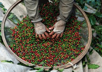 Importação de café pelo Brasil esbarra em escassez – 14/03/2025 – Mercado