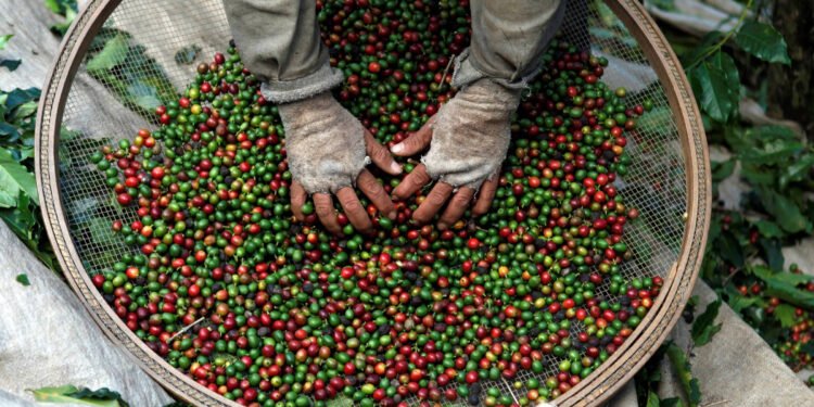 Importação de café pelo Brasil esbarra em escassez – 14/03/2025 – Mercado