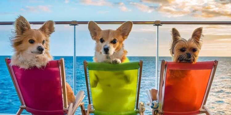 Veja como será o primeiro cruzeiro para cachorros – 24/02/2025 – Turismo