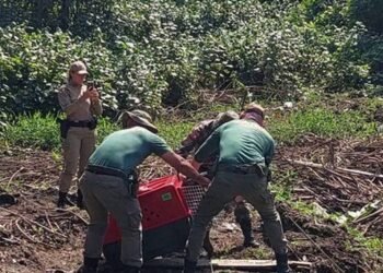 Capivara com arpão fincado no corpo é resgatada em SC – 25/02/2025 – Ambiente