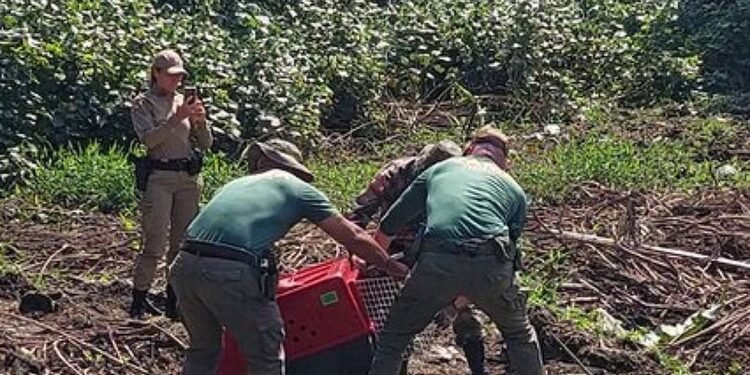 Capivara com arpão fincado no corpo é resgatada em SC – 25/02/2025 – Ambiente