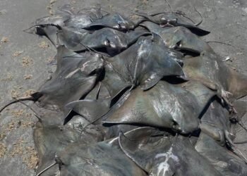São Vicente (SP): Dezenas de arraias são achadas mortas – 26/02/2025 – Ambiente