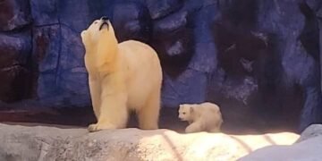 7 quilos, com medo de nadar: Nur, a filhote brasileira de urso-polar, encontra o público; veja imagens – 27/02/2025 – Ambiente