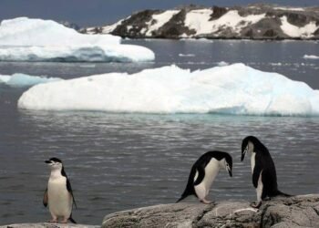 Como queimadas na amazônia aceleram derretimento na Antártida a milhares de quilômetros de distância – 27/02/2025 – Ambiente