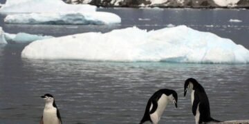 Como queimadas na amazônia aceleram derretimento na Antártida a milhares de quilômetros de distância – 27/02/2025 – Ambiente