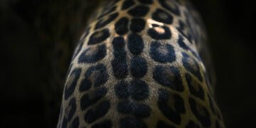 Partes de onças são vendidas à China por traficantes – 04/03/2025 – Ambiente