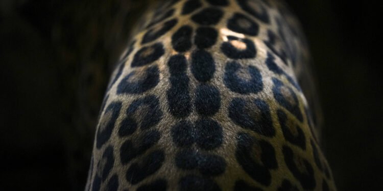 Partes de onças são vendidas à China por traficantes – 04/03/2025 – Ambiente