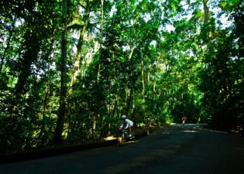 Áreas verdes pequenas ajudam a melhorar o ar nas cidades – 06/03/2025 – Cotidiano