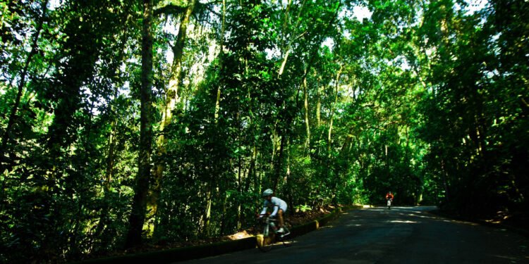 Áreas verdes pequenas ajudam a melhorar o ar nas cidades – 06/03/2025 – Cotidiano