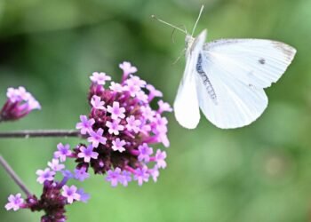 Populações de borboletas diminuíram 22% nos EUA desde 2000 – 07/03/2025 – Ambiente