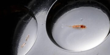 Cadeia alimentar é ameaçada por aumento do calor do mar – 10/03/2025 – Ambiente