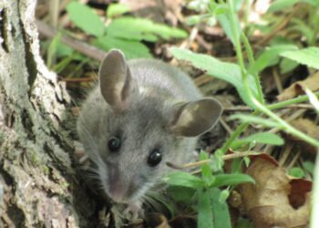 O que é hantavírus, que matou esposa de Gene Hackman – 09/03/2025 – Equilíbrio e Saúde