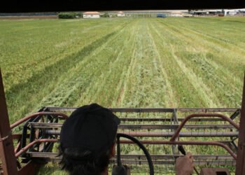 Conab planeja mudar regras para aquisição de grãos e formar estoques públicos para conter inflação – 10/03/2025 – Mercado