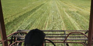 Conab planeja mudar regras para aquisição de grãos e formar estoques públicos para conter inflação – 10/03/2025 – Mercado