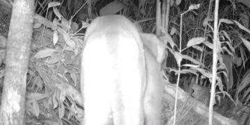 Onça-parda é vista pela 1ª vez em parque estadual no RJ – 11/03/2025 – Ambiente