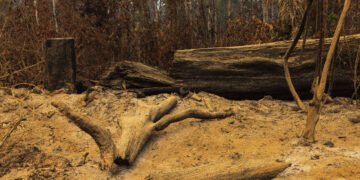 Desmatamento na amazônia tem mínima recorde em fevereiro – 12/03/2025 – Ambiente