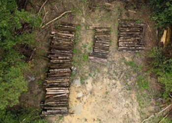 A estrada construída para a COP30 em Belém que vai desmatar a amazônia – 12/03/2025 – Ambiente