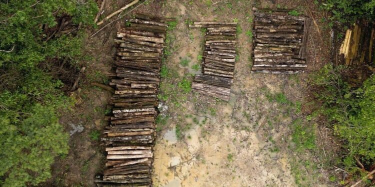 A estrada construída para a COP30 em Belém que vai desmatar a amazônia – 12/03/2025 – Ambiente