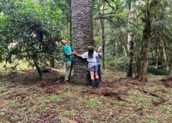Primeiro brasileiro a subir Everest cria reserva no Paraná – 15/03/2025 – Ambiente