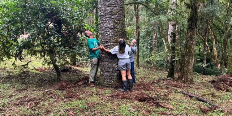 Primeiro brasileiro a subir Everest cria reserva no Paraná – 15/03/2025 – Ambiente