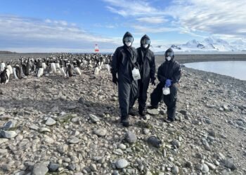 Gripe aviária se espalha pela Antártida – 13/03/2025 – Ambiente