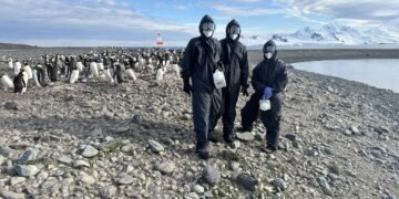 Gripe aviária se espalha pela Antártida – 13/03/2025 – Ambiente