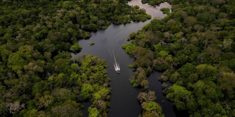 MPF diz que projeto de carbono pressiona ribeirinhos no AM – 14/03/2025 – Ambiente