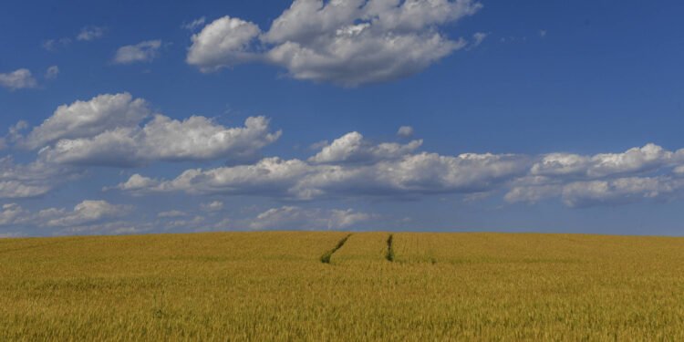 Microplásticos prejudicam crescimento de plantas – 17/03/2025 – Ambiente