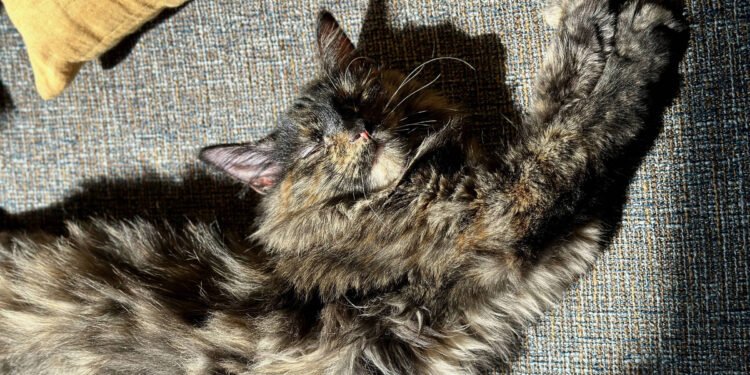 Por que a saúde dos gatos ainda é um mistério – 14/03/2025 – Equilíbrio